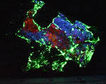 Fluorescent Bustamite (SW), Hardystonite, Clinohedrite, Willemite