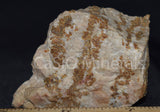 Hardystonite, Clinohedrite, Willemite