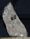 Platy Margarosanite, Roeblingite, Pectolite, Prehnite, Xonotlite, Clinohedrite