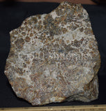Large Clinohedrite, Hardystonite and Willemite